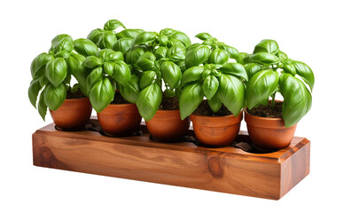 basil growing in pots, isolated