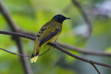 A singing bird perched on a tree branch
