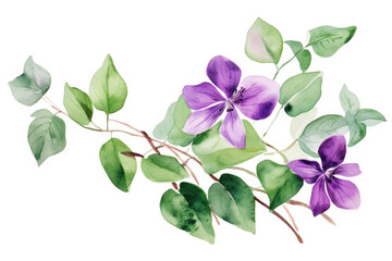 Naklejka na ściany i meble Watercolor image of purple flowers and green leaves on white background, top view