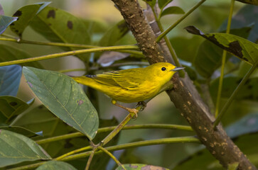 Yellow Warbler (Setophaga petechia) perched on a tree branch