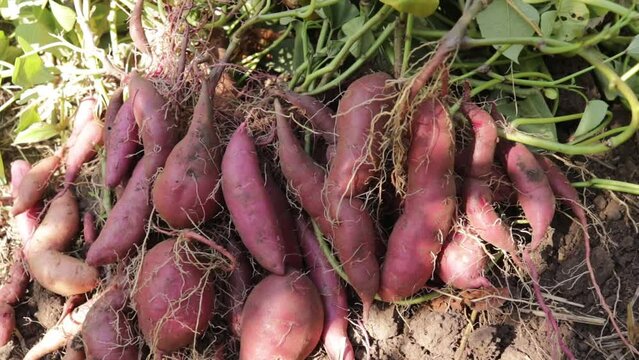 Harvest fresh sweet potatoes purple close-up in the garden in autumn selective focus