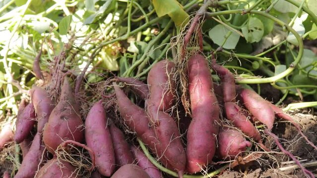 Harvest fresh sweet potatoes purple close-up in the garden in autumn selective focus