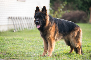 German Shepherd standing, isolated on nature background