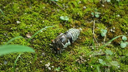 The corpse of a cicada on a mossy floor.