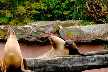 Jumping sea lions in a show at Nuremberg Zoo, taken in Germany on a sunny day. 