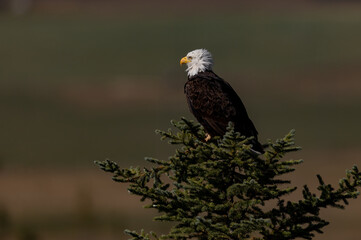 Bald Eagle in Banff National Park