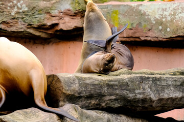 Jumping sea lions in a show at Nuremberg Zoo, taken in Germany on a sunny day. 