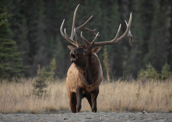 Bull elk in autumn in Jasper National Park, Canada 