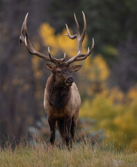 Bull elk in autumn in Jasper National Park, Canada  - obrazy, fototapety, plakaty