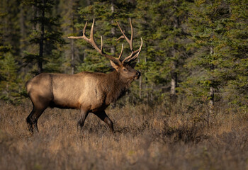 Naklejka na ściany i meble Bull elk in autumn in Jasper National Park, Canada 