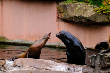 Jumping sea lions in a show at Nuremberg Zoo, taken in Germany on a sunny day. 
