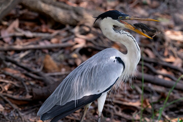 cocoi heron hunting in tropical Pantanal