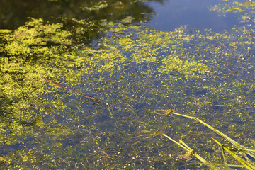 A body of water in a swamp from which reeds grow.