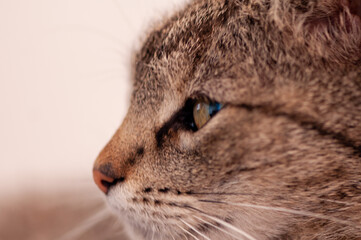 Close-up portrait of a domestic cat sitting in the garden