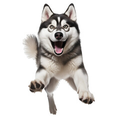 siberian husky puppy on a transparent background PNG for decorating projects.