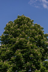 Obraz premium White flowers and green leaves of a chestnut tree.