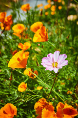 Obraz premium Symbol of diversity in single purple flower amid field of orange plants on joyous summer day
