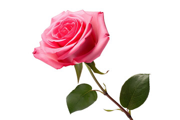 pink rose isolated on transparent background - Generative AI