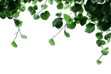 green leaves isolated on transparent background - Generative AI