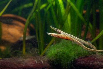 Mating Pipe fish