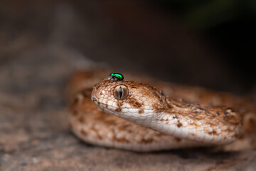 viper with emerald beetle