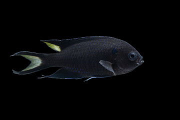 Black fish