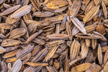 gods own country kerala india nature 