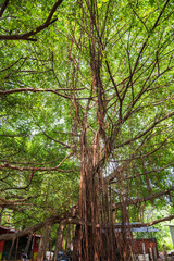 gods own country kerala india village