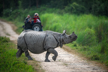 Adult Indian rhinoceros crossing a safari trail at Kaziranga National Park, Assam while tourists taking pictures in the background - obrazy, fototapety, plakaty