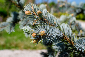 Close up of many green leaves of  Abies alba coniferous tree known as European silver fir, in a sunny summer garden, beautiful outdoor monochrome background.