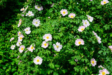 Delicate light pink and white Rosa Canina flowers in full bloom in a spring garden, in direct sunlight, with blurred green leaves, beautiful outdoor floral background photographed with soft focus.