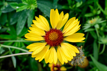 One vivid yellow and orange Gaillardia flower, common known as blanket flower,  and blurred green leaves in soft focus, in a garden in a sunny summer day, beautiful outdoor floral background.