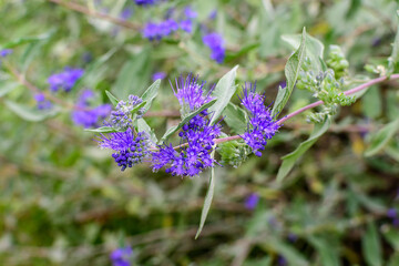 Delicate blue flowers and green leaves of Bluebeard Caryopteris x clandonensis plant in a a garden in a sunny summer garden, floral background.