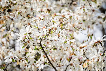 Many delicate white magnolia flowers in full bloom on tree branches, in a garden in a sunny spring day, beautiful outdoor floral background.