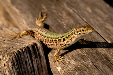 Young sand lizards looking for food, photographed in Germany on a sunny day. 