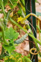 Tiny prickly ingredient plant, fresh on the vine in garden