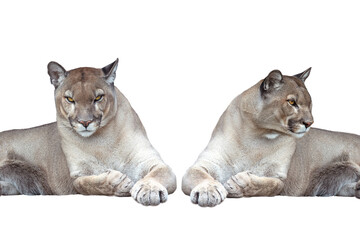 two Puma isolated on white background