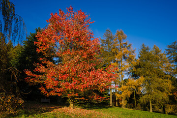Naklejka premium Sunlit Tree with Golden leaves, stands out from surrounding trees.