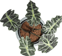 Top view of potted houseplant - Alocasia