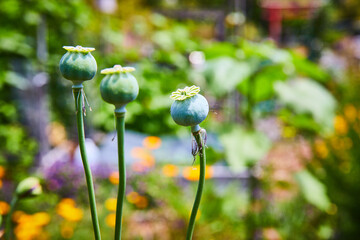 Bud of life and hope with three new beginnings of renewal on warm, happy summer day