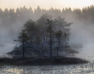 foggy morning in the swamp. Karelia - obrazy, fototapety, plakaty