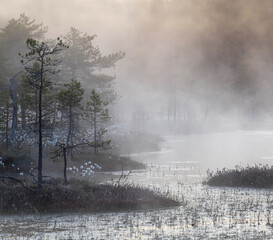 Obraz na płótnie Canvas foggy morning in the swamp. Karelia