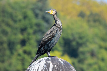 eagle on the branch