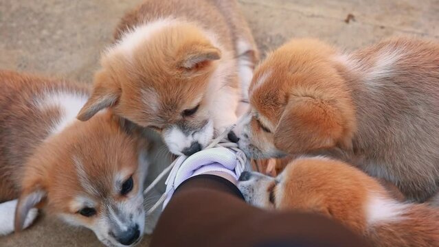 funny Welsh corgi puppies gnaw the laces on a sneaker