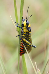 Grasshopper (Live Canon Photos) 