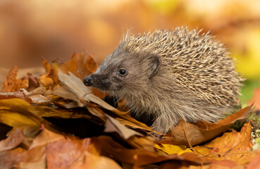 Hedgehog, Scientific name: Erinaceus Europaeus.  Close up of a young, wild, native European hedgehog  with head raised in  Autumn with golden leaves, facing left.   Copy space.  Horizontal.