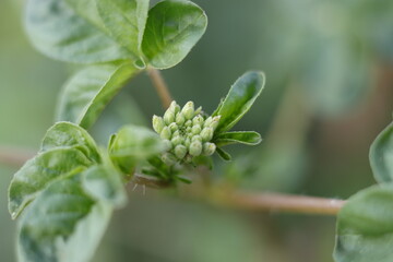 Beautiful green grass as background