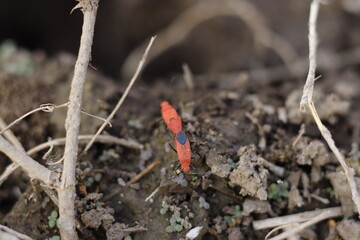 Soapberry Bugs (Subfamily Serinethinae) Bugs
