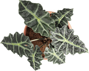 Top view of potted houseplant - Alocasia
