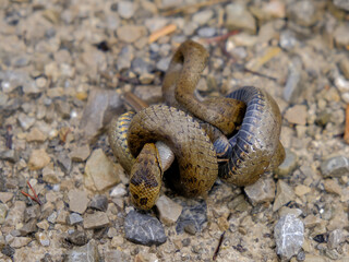 Young grass snake eating a slow worm, photographed in Germany on a sunny day. 